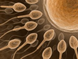 spermatozoidai plaukia kartu