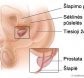 vyro lytiniai organai
